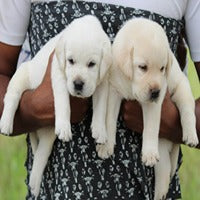 Get labrador retriever best quality puppies from vizag.

