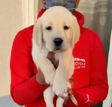 Healthy Male Labradog Puppies  Available For Sale In Ahmedabad.

