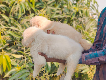 Two Male Labrador Retriever Puppy Available In Bangalore.