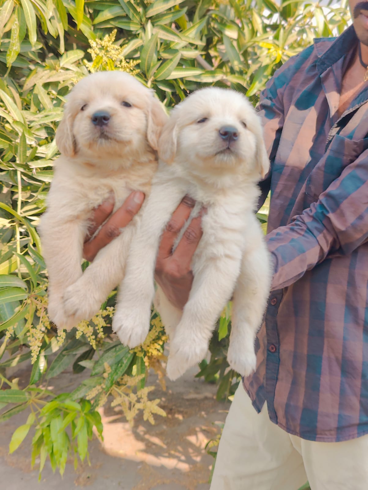 Two Male Labrador Retriever Puppy Available In Bangalore.