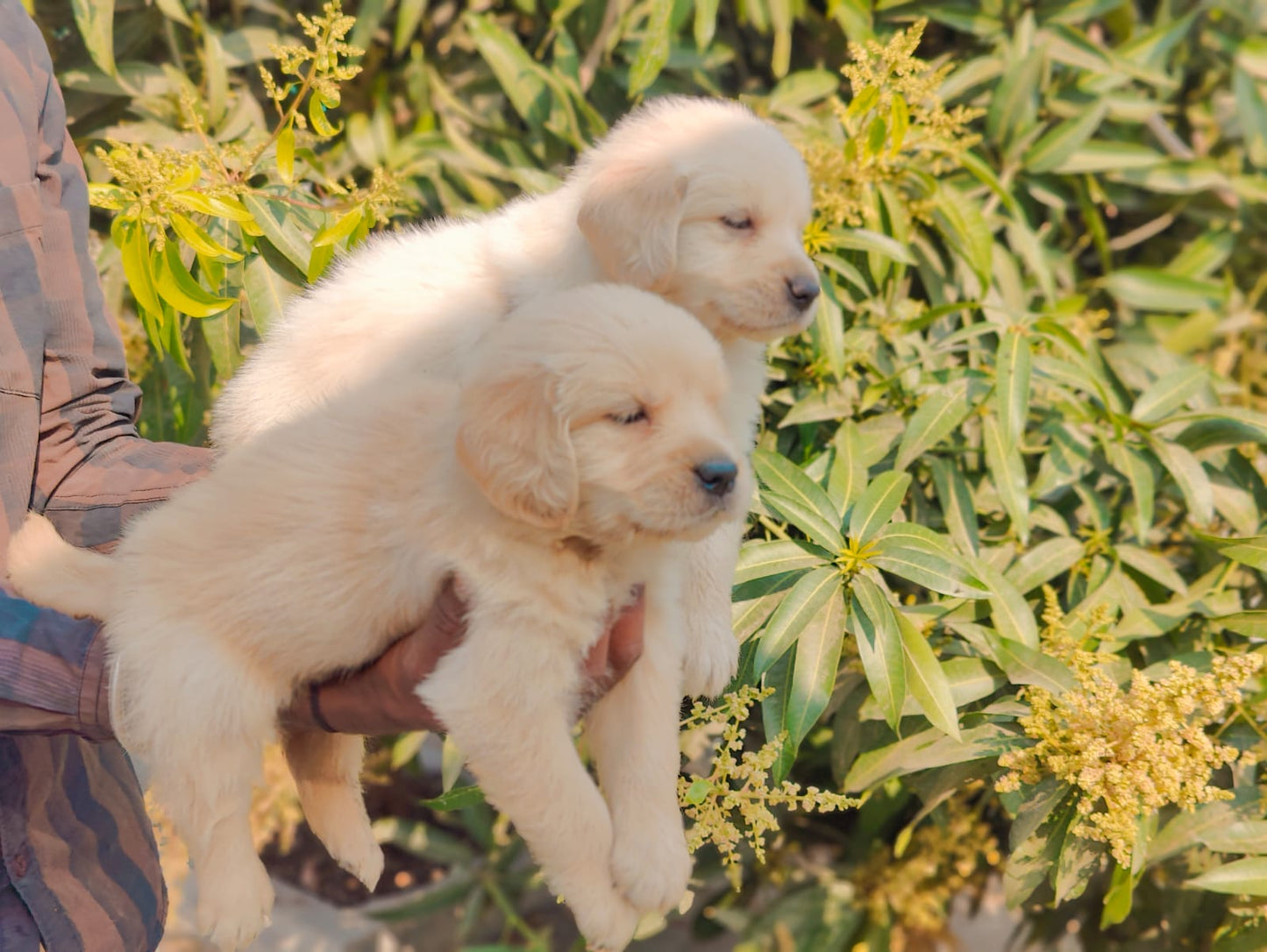 Two Male Labrador Retriever Puppy Available In Bangalore.