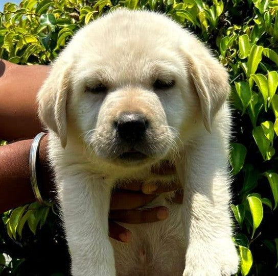 Healthy Labrador Retriever Puppy Available In Bangalore.
