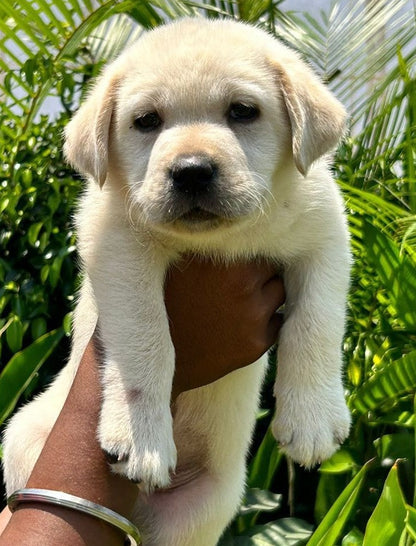 Healthy Labrador Retriever Puppy Available In Bangalore.