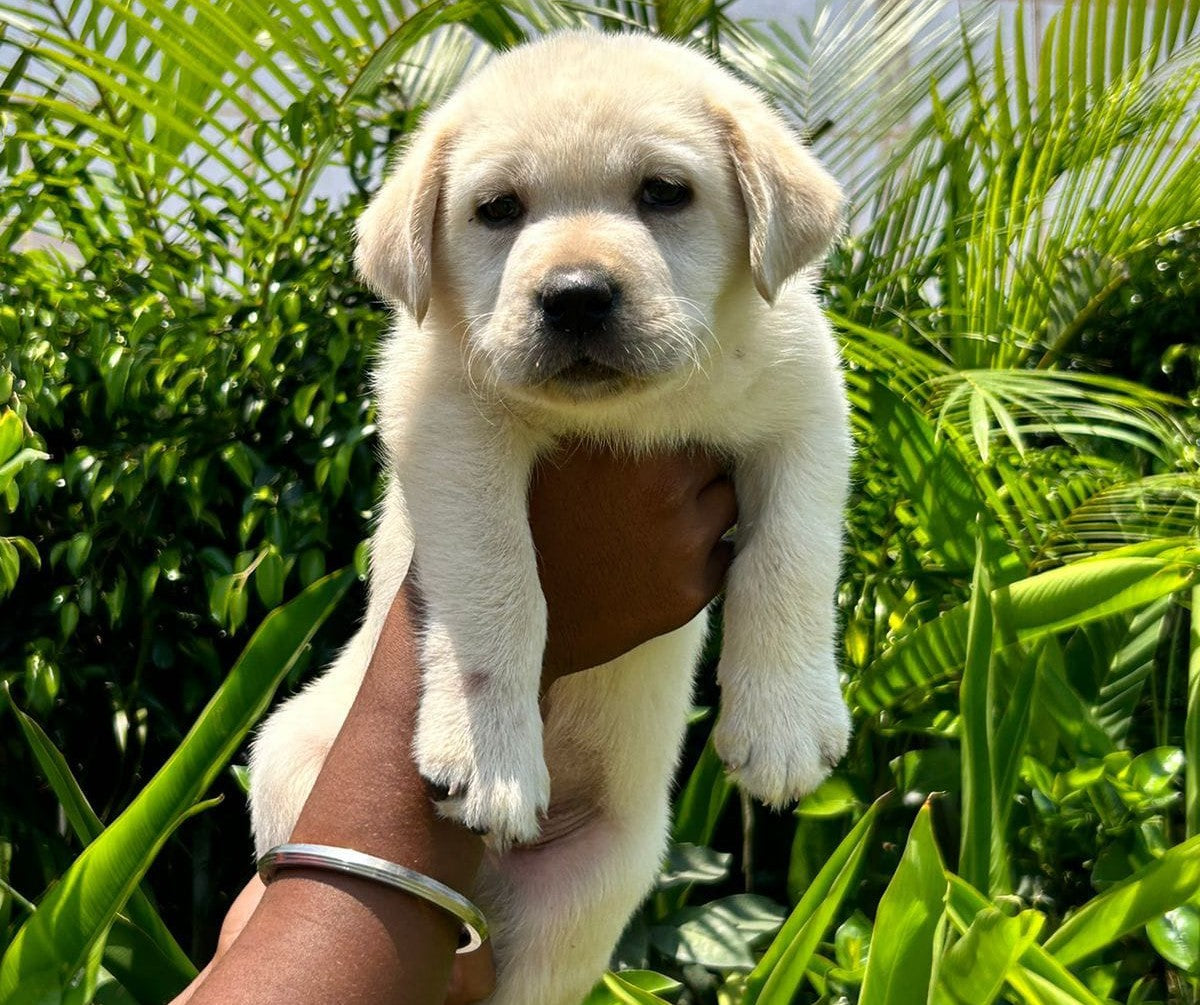 Healthy Labrador Retriever Puppy Available In Bangalore.