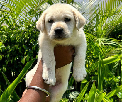 Healthy Labrador Retriever Puppy Available In Bangalore.