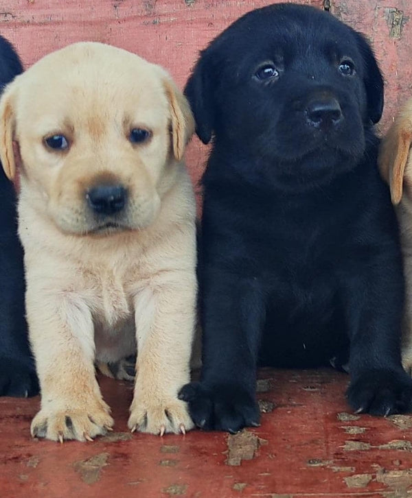 Fawn & Black Male Labrador Retriever  Puppies Available For Sale In Delhi.
