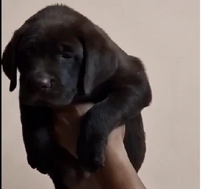 Black Labrador Retriever Puppies Available For Sale In Delhi.