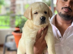 White Colored Male Labrador Retriever  Puppies Available For Sale In Delhi.
