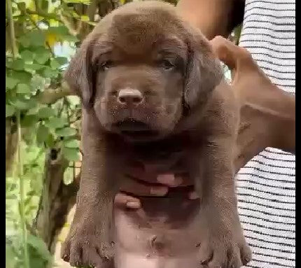 We Have Male Chocolate Labrador Retriever  Puppies Available For Sale In Delhi.