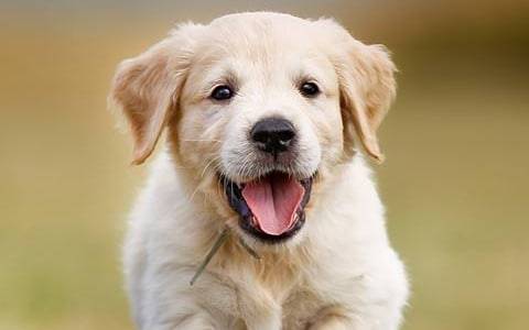 Fawn colored Labradog puppies availbale for sale.