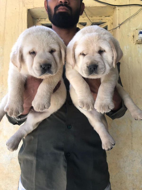 Get Healthy Male & Female Puppies Available In Goa.