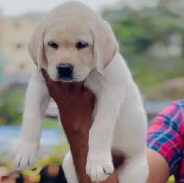 Get Labrador Retriever Male Puppy From Goa.