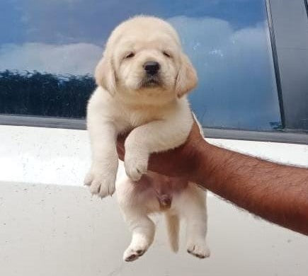 Get Fawn Colored Labrador Retriever Puppy From Goa.