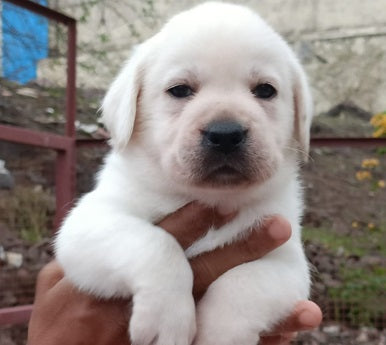 Buy White Labrador Retriever Puppies From Goa At Affordable Price