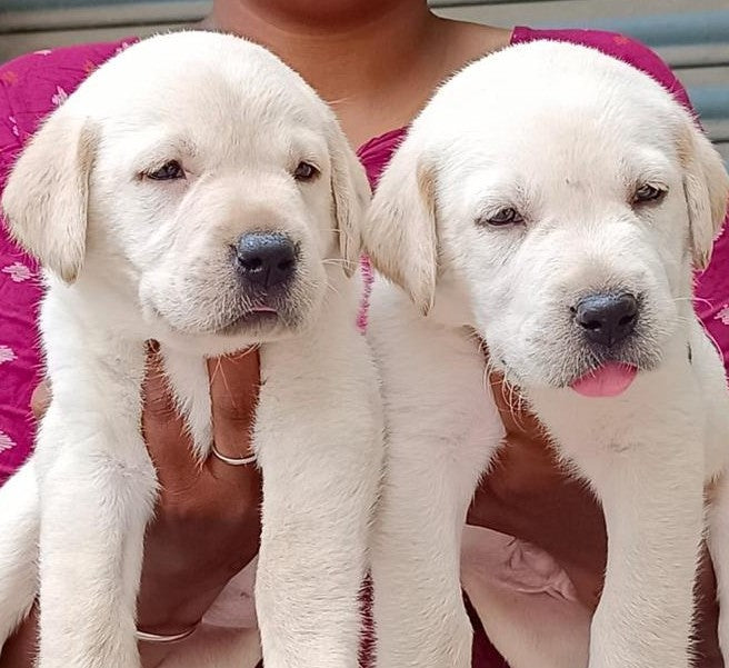 Get Labrador Retriever Puppy Online In Mumbai.