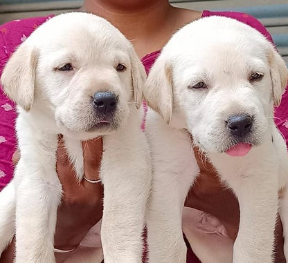Get Labrador Retriever Puppy Online In Mumbai.