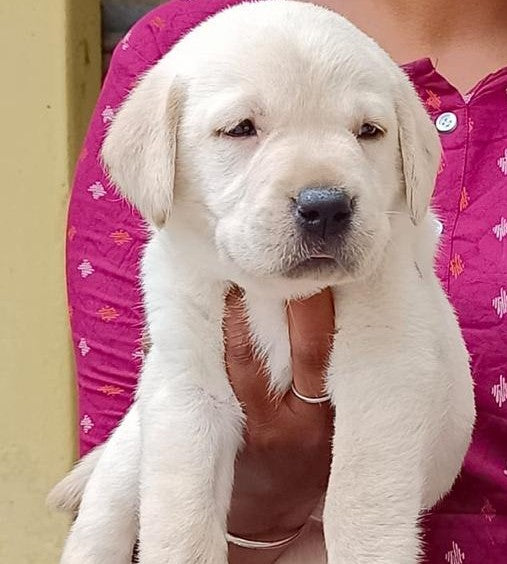 Purchase Male Labrador Retriever Puppy In Mumbai.