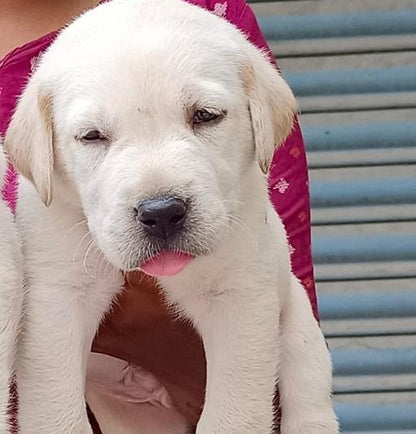 Labrador Retriever Puppy Available In Mumbai At Affordable Price.