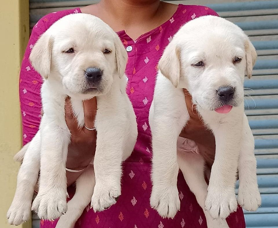 Labrador Retriever Puppy Available In Mumbai.
