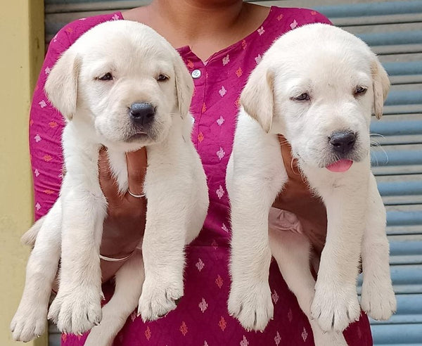 Labrador Retriever Puppy Available In Mumbai.