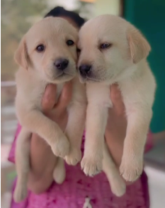 Labrador Retriever puppies for sale online in Pune.