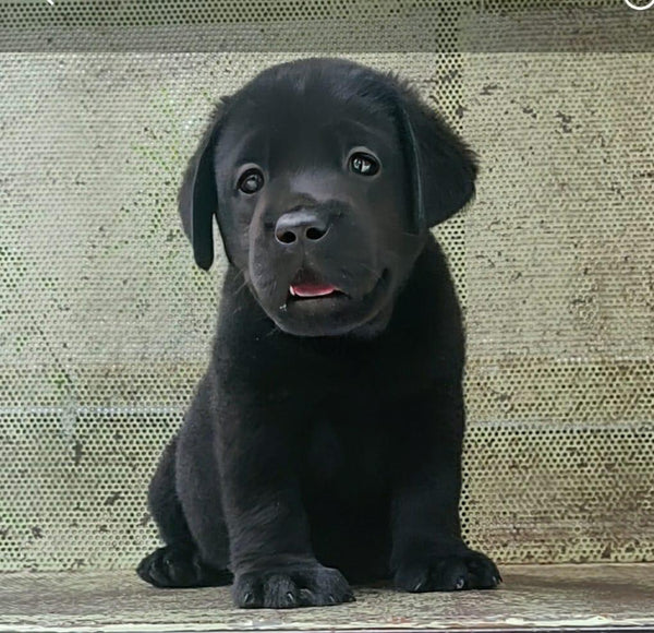 Labrador Retriever dog breeder in Pune.