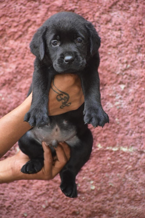 Black labrador retriever price in pune.