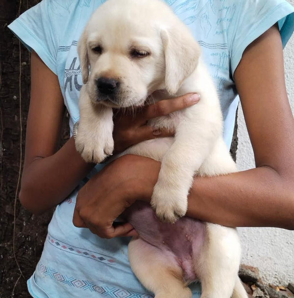 Buy Labrador Retriever At Affordable Price.