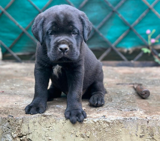 Buy friendly labrador retriever  puppy from jaipur.

