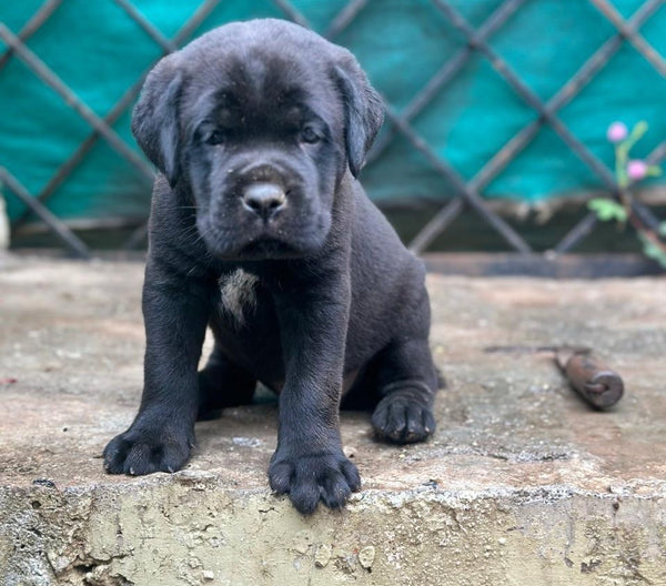 Buy friendly labrador retriever  puppy from jaipur.
