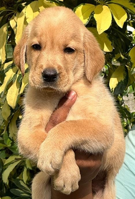Purchase trustworthy labrador retriever puppies for sale in chennai.
