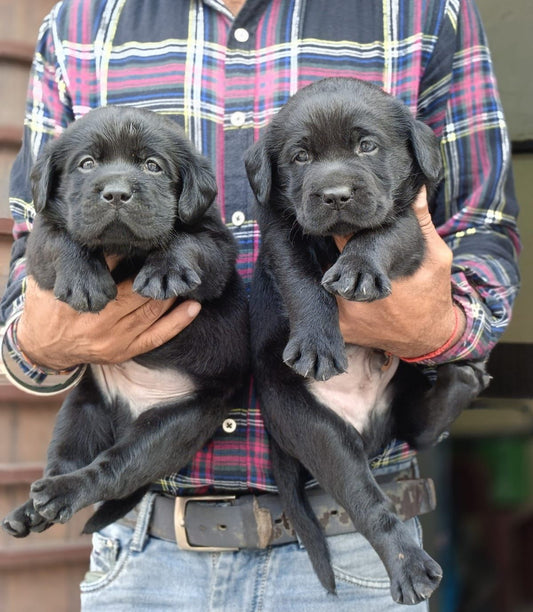 Purchase playful labrador retriever  from jaipur at starting price of Rs.25,000.
