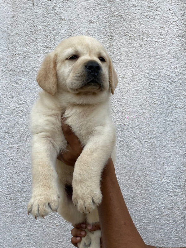 Purchase labrador retriever puppies from chennai.
