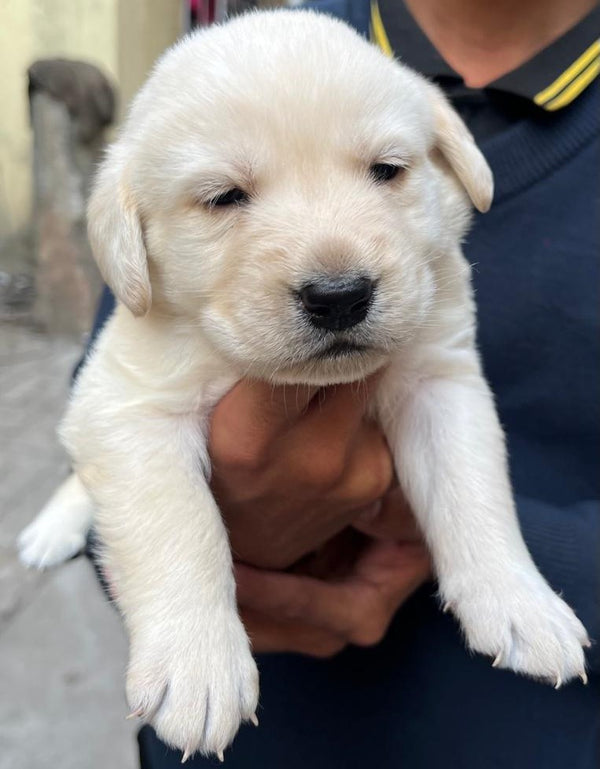 Buy labrador retriever male & female puppies from jaipur.

