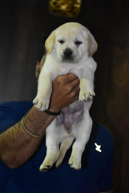 Buy intelligent labrador retriever puppies from chennai.
