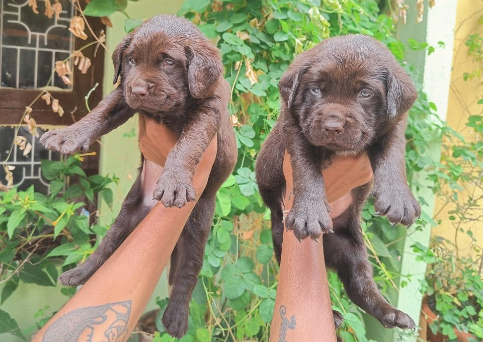 Get labrador retriever  best quality puppies from jaipur.
