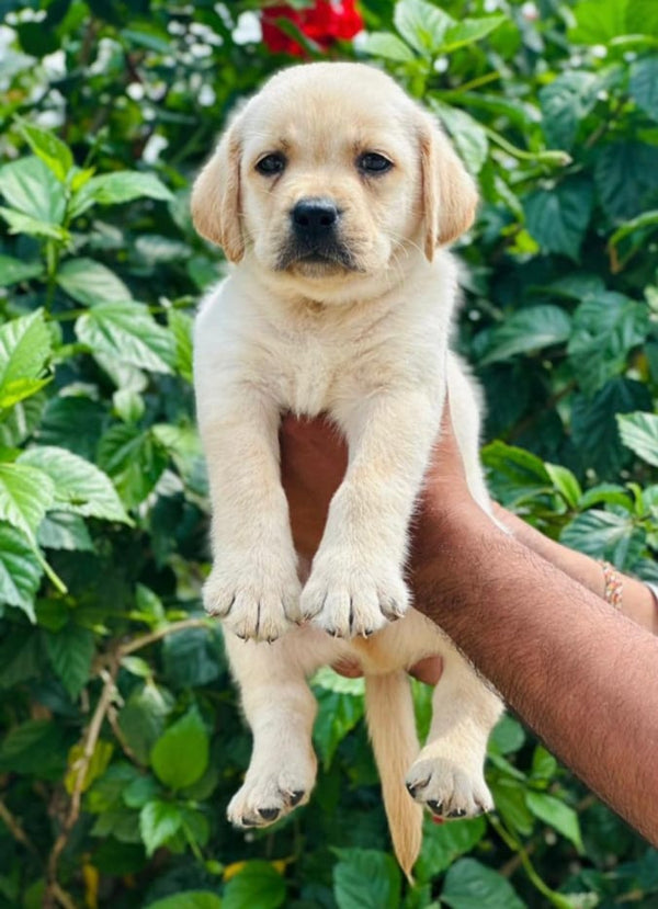 We have labrador retriever male & female puppy from chennai.
