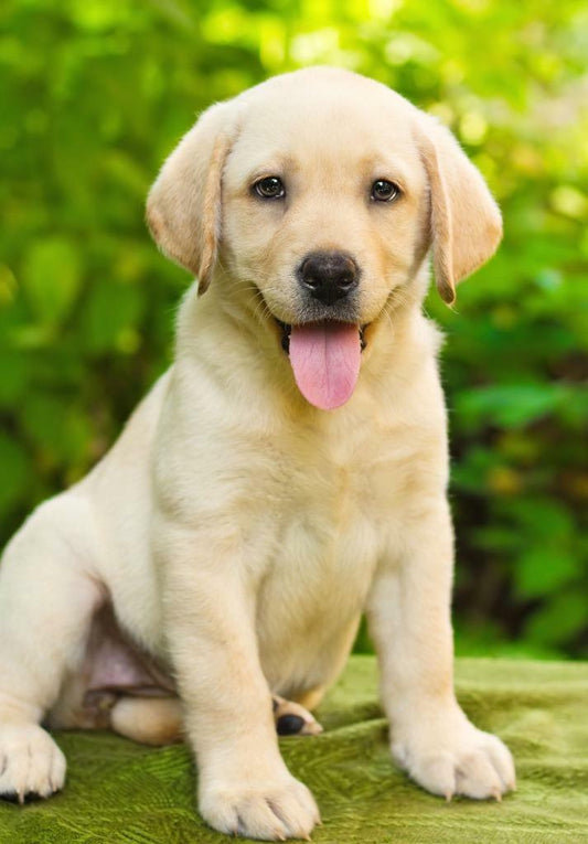 Labrador retriever