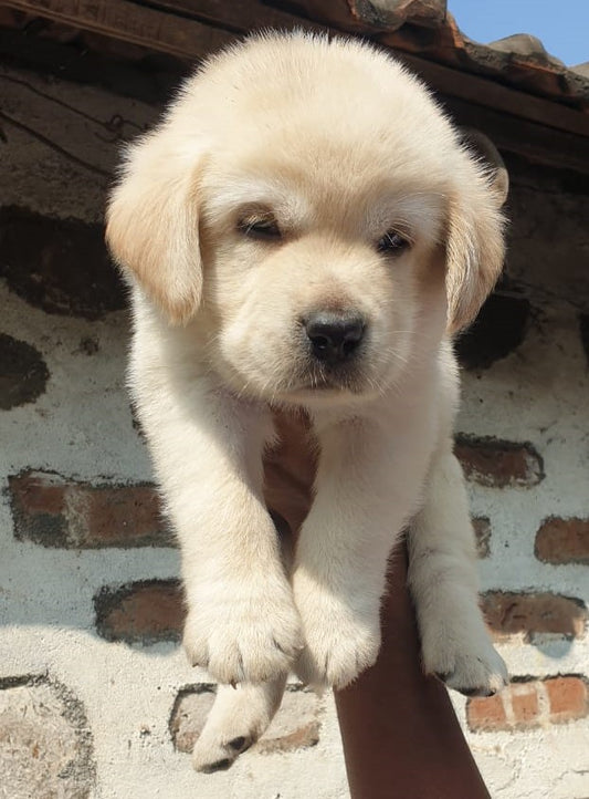 Buy friendly labrador retriever  puppy from hyderabad.
