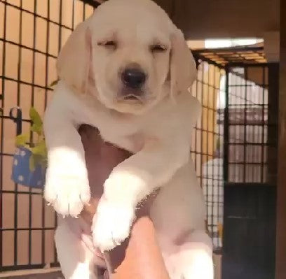 Purchase playful labrador retriever  from hyderabad at starting price of Rs.25,000.
