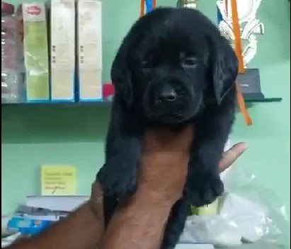 Get labrador retriever best quality puppies from hyderabad.
