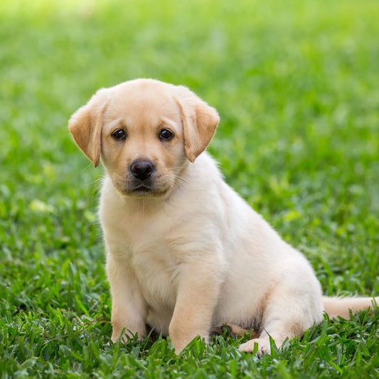 Labrador Retriever Puppies Available For Sale In India.