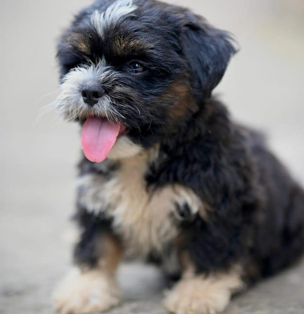 Buy small lhasa apso puppies from vizag at affordable price.
