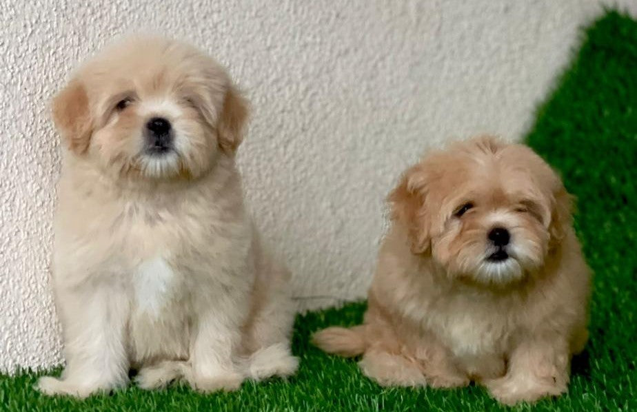 Purchase protective lhasa apso puppy at best price from vizag.
