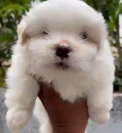 Get charming lhasa apso puppies from vizag at best quality.
