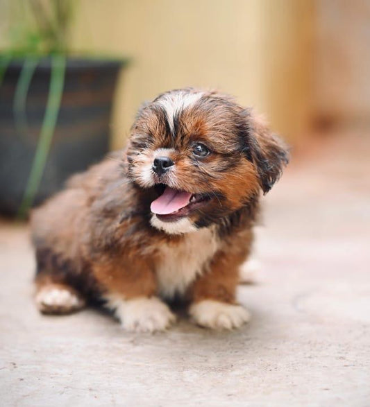 We have premium quality lhasa apso puppies in vizag.
