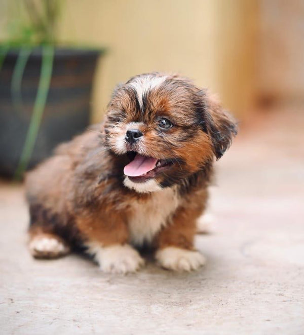 We have premium quality lhasa apso puppies in vizag.
