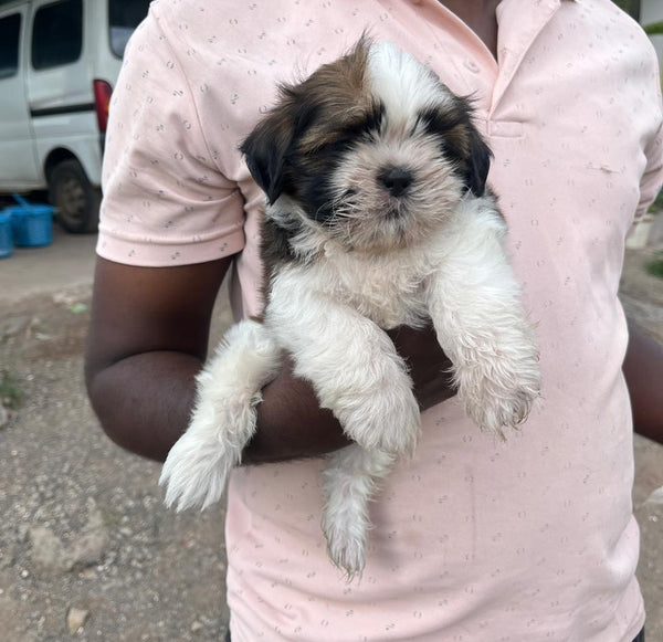 Lhasa Apso Puppies Available For Sale In Ahmedabad.