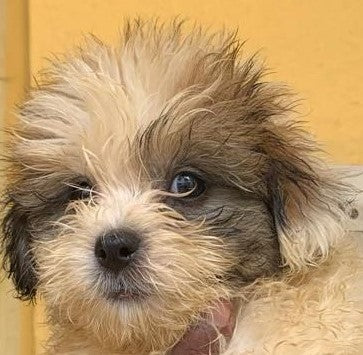 Alert Lhasa Apso Puppy Available In Bangalore.