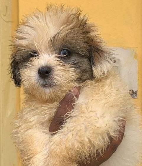 Alert Lhasa Apso Puppy Available In Bangalore.